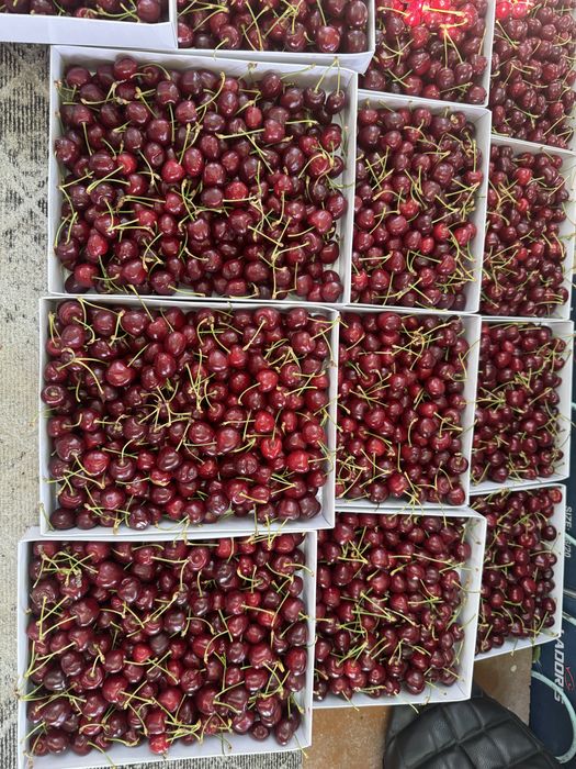 Tayyor 25 gektar bog sotiladi