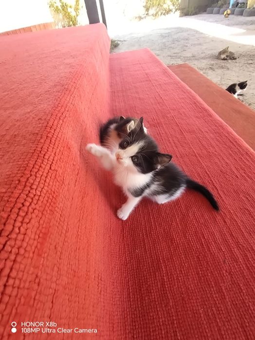 Отдам котят бесплатно