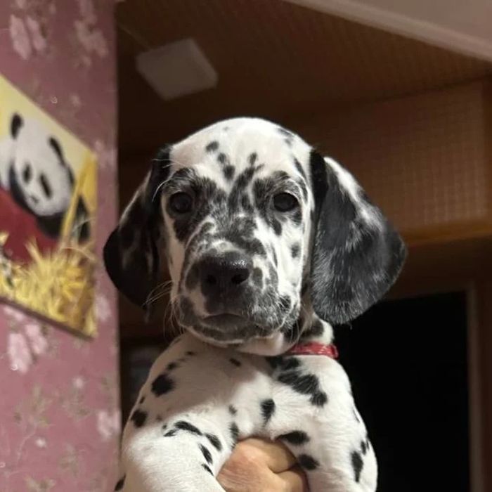 Продаются щенки Далматины,возраст 2- месяца