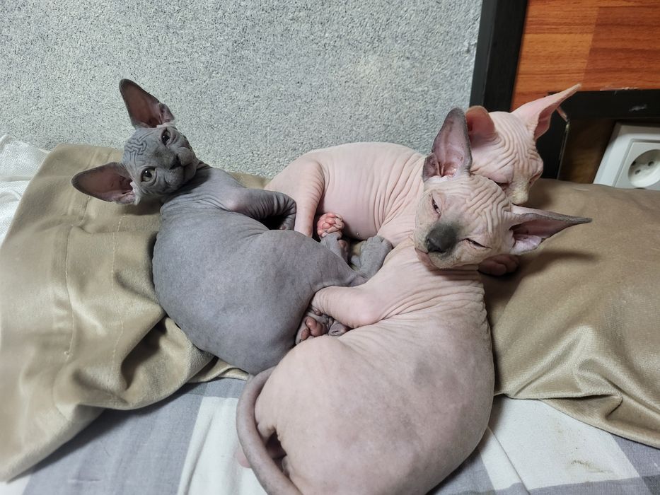 Котята сфинкс 3 мальчика