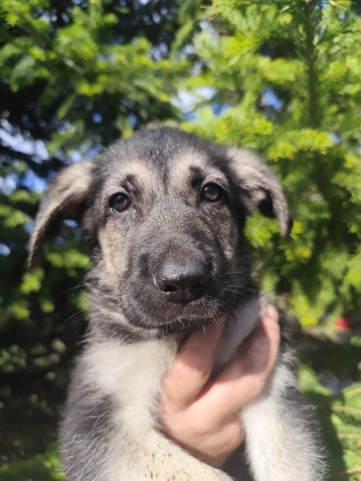 Породные Щенки ВЕО