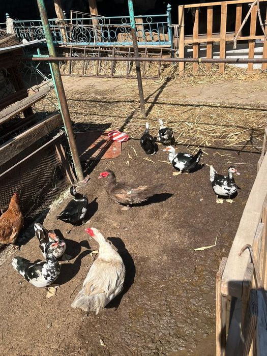 Срочно сатилады индаутка