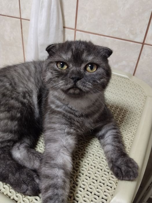 Pisoias Scottish fold