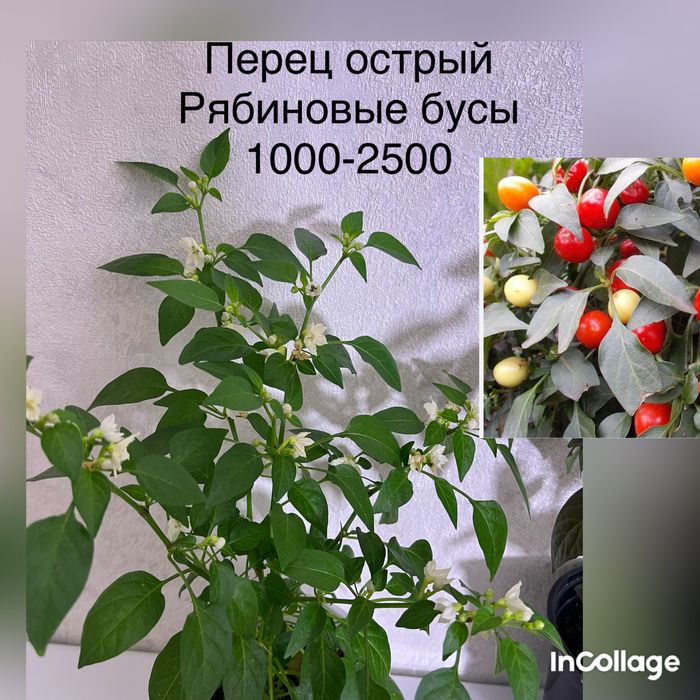 Перец острый 3 сорта