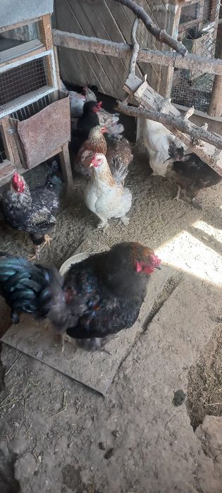 Цыплята с квочкой