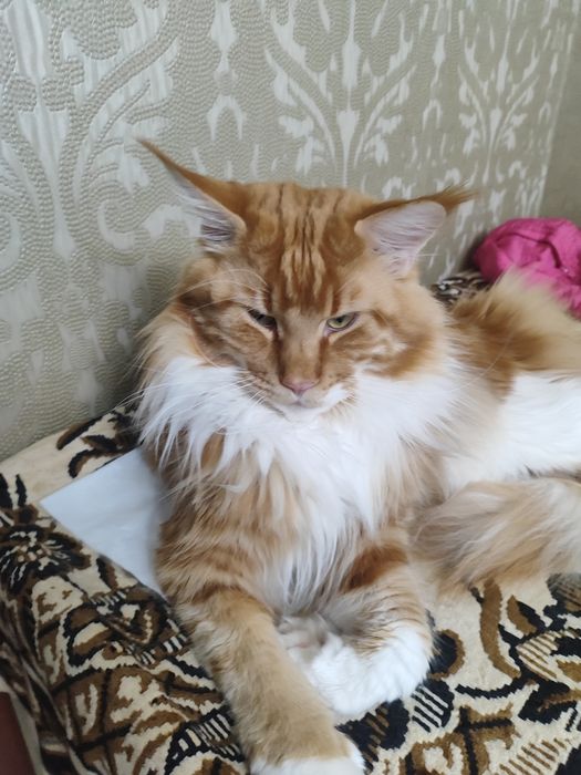 Вязка мейнкун рыжий кот
