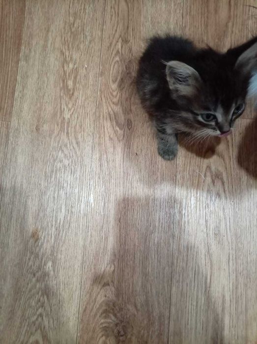 Отдам бесплатно котята