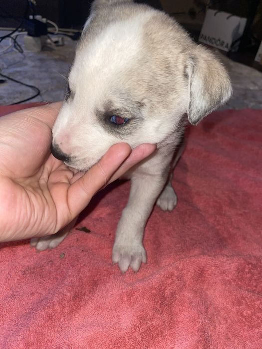 Donez caini corcitura amstaff cu husky