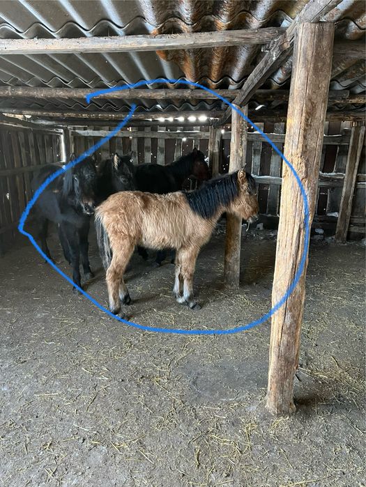 Продам жабагы мальчик.