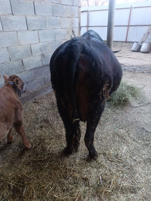 Продам корову с теленком