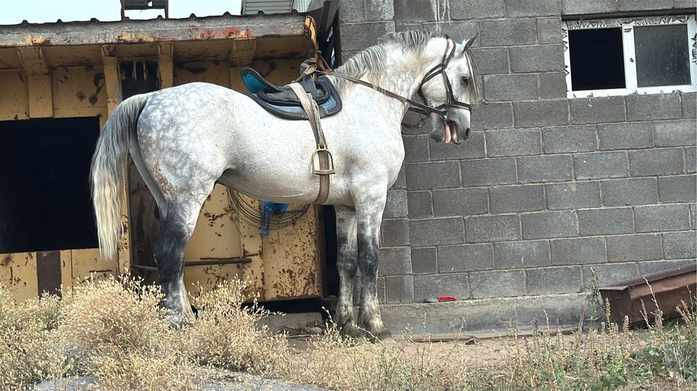 Айгыр сатылады бойы 1,80