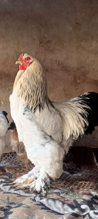 550 000 min brama horoz tuvuqlar