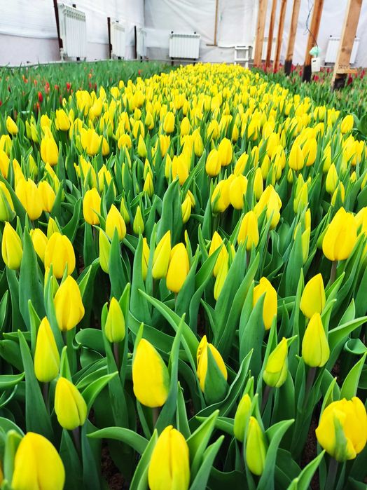 Продам тюльпаны к 8 марту