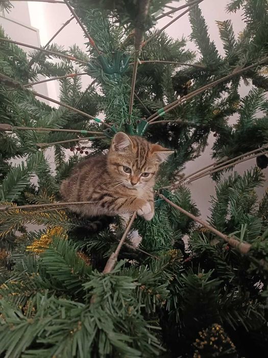 Отдам котенка в добрые руки