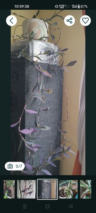 Vând diferite plante apartament