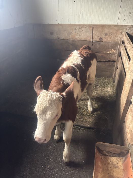 Vând vitică  de 8 saptamani!