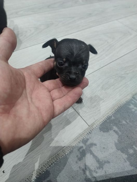 Продавам пинчери – стандартен цвят