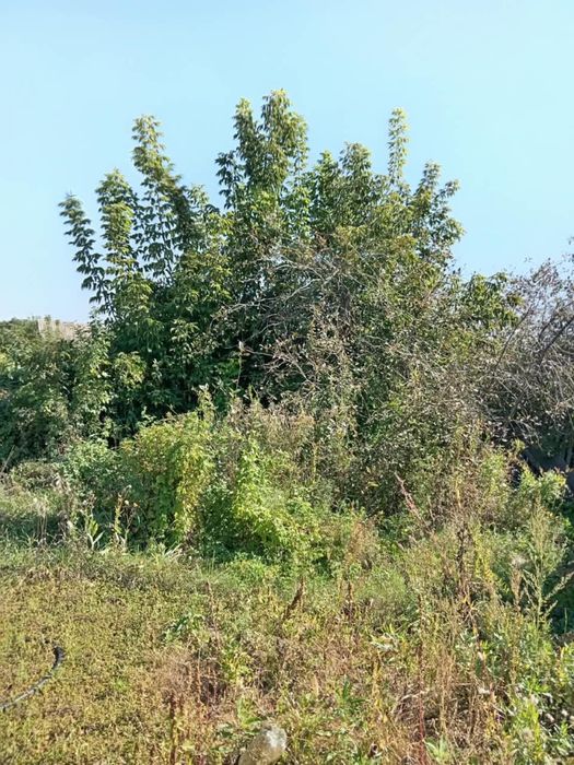 Продам дачу. Сад «Металлург»