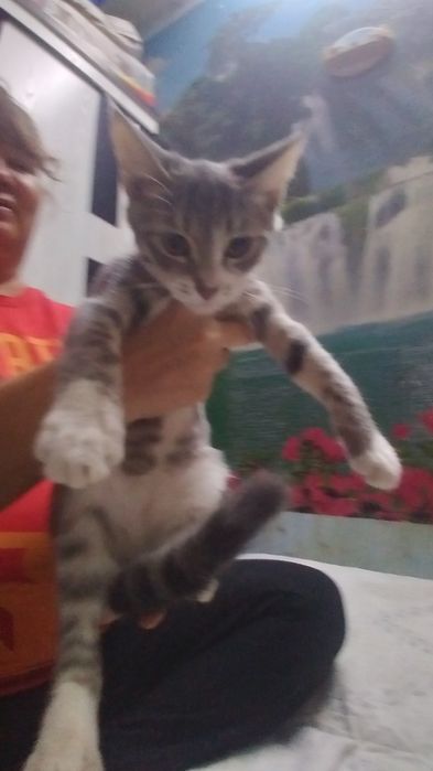 Котята в добрые руки! 4месяца