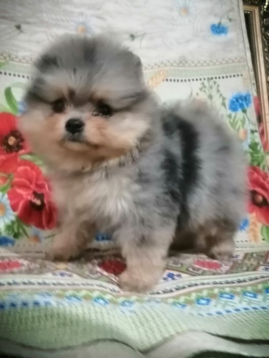 Малыши Вашей Мечты