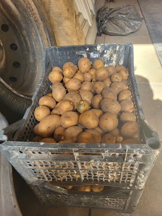 Продам семена картошки