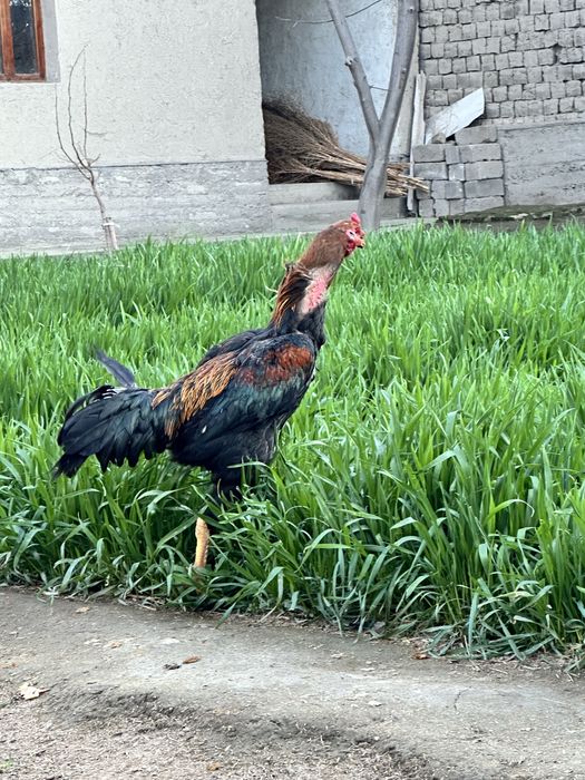 Xuroz sotiladi uyiniga javob