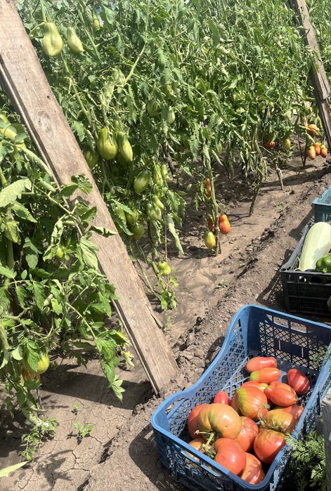 Продам дачные помидоры
