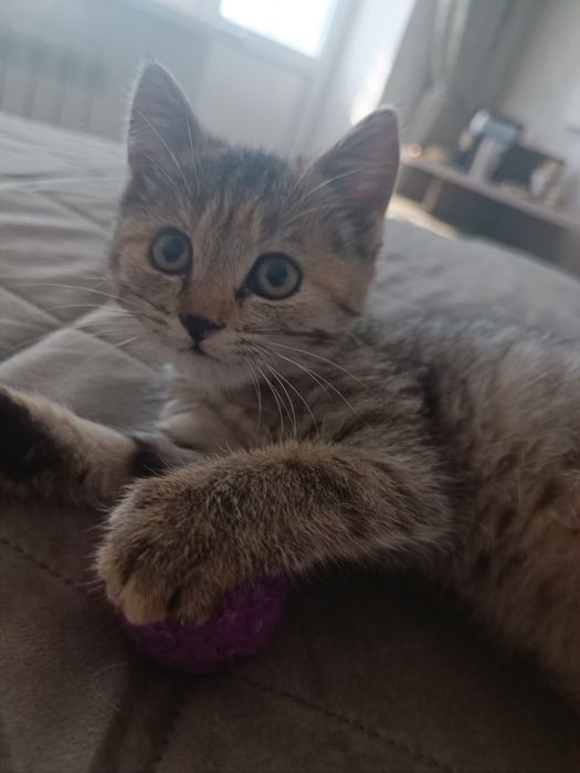 Котенок, маленькая девочка