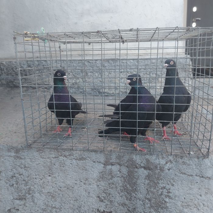 Жук Иран 3 самец 1 самка