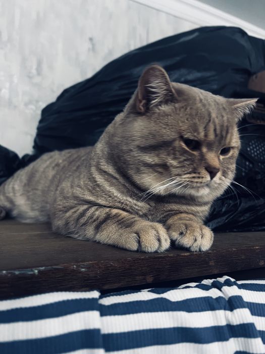 Вязка кот турецкая ангора возрост 1,5 года срочно