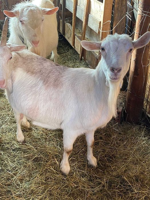 Vand capre foarte bune