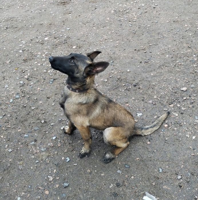 Бельгиец чистакровны