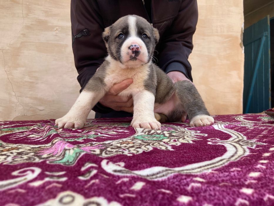 Щенок Алабая ( Туркменский )