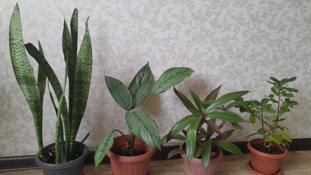 Комнатные цветы разные