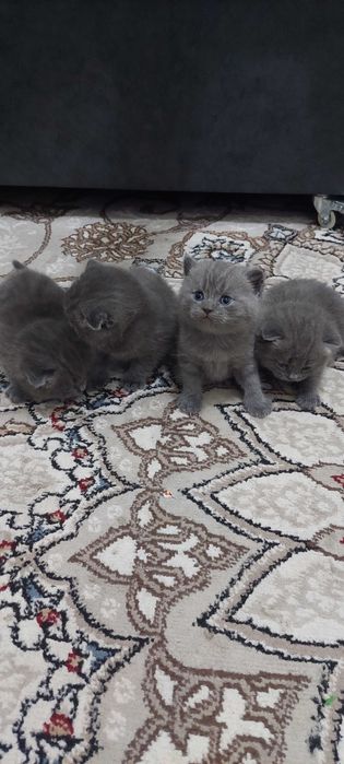 Шотландский вислоухий мушукчалар сотилади