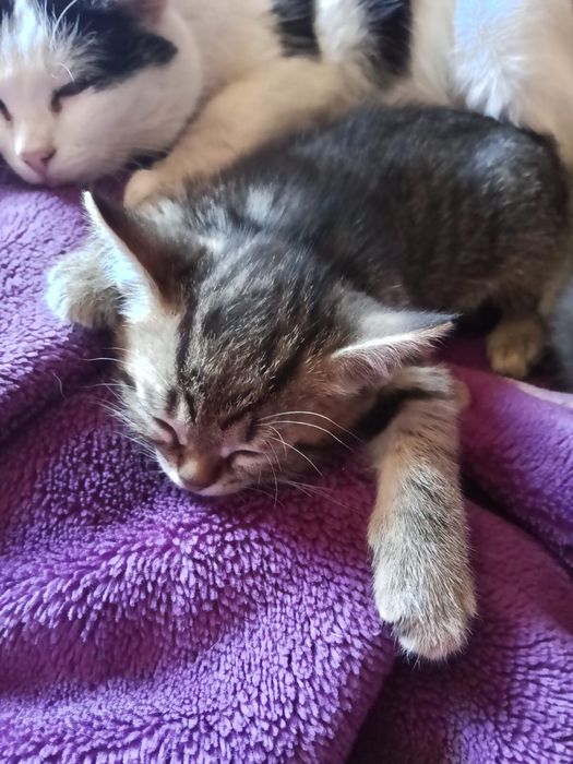 Котята в хорошие руки