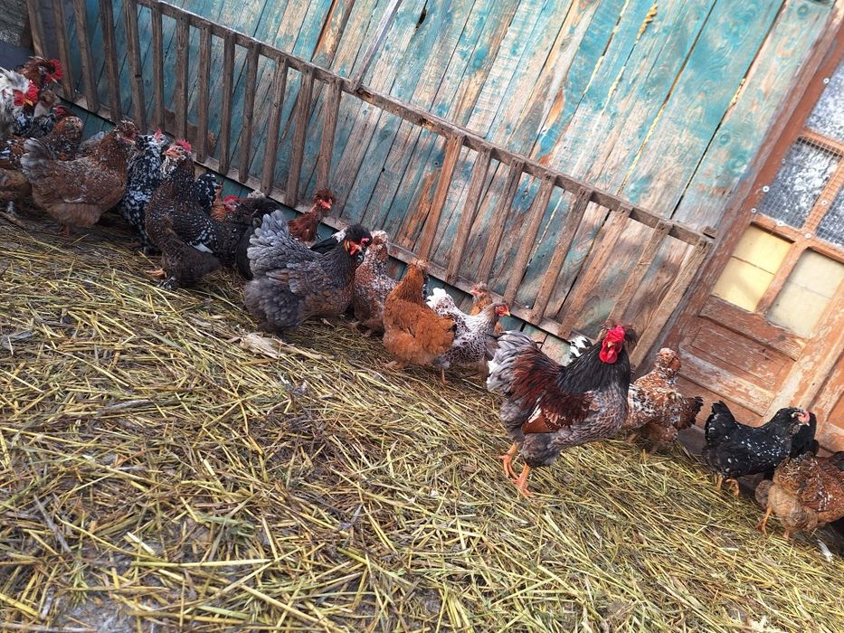 Disponibil ouă incubat găini moțate și colorate