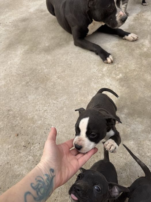 Щенки питбультерьер