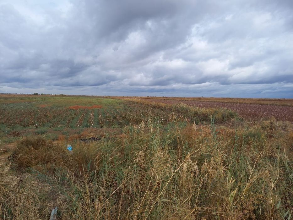 Мақта егетін жер арендаға беріледі  4,75 га