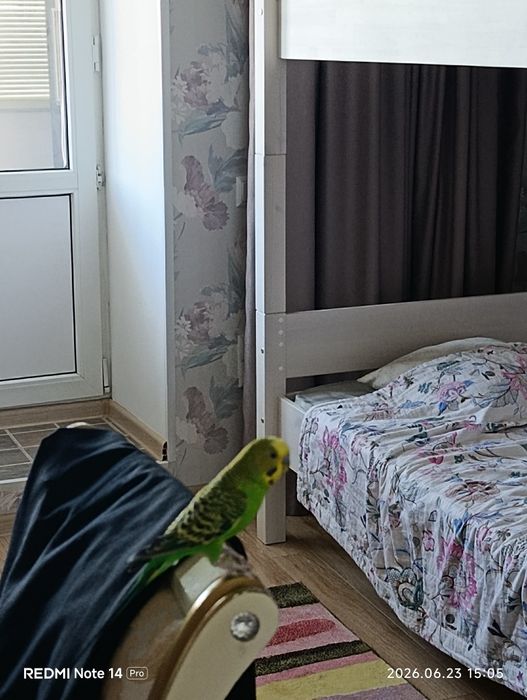 Волнистый попугай
