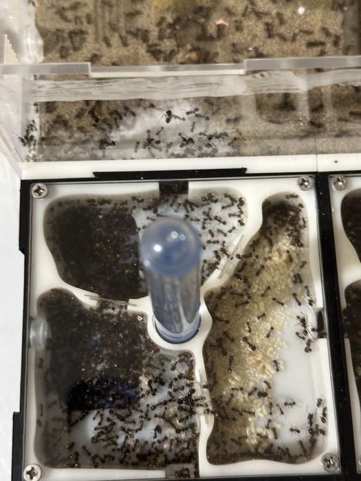 Продам колонию муравьёв-жнецов