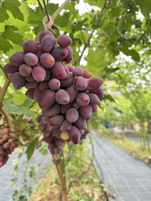 Аватар виноград продается