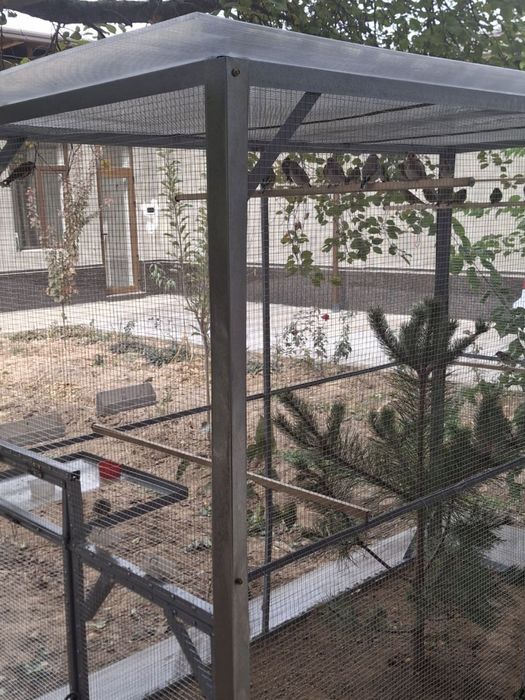 Kotta Valer sotiladi