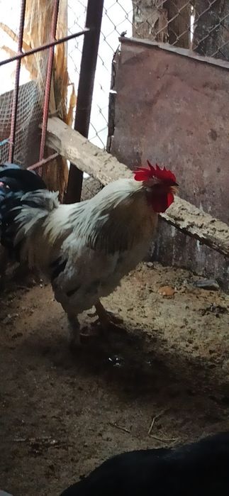 Sotiladi tetik kotta xo'roz 4 yoki 5 kg atrofida