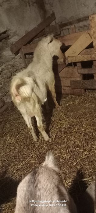 Țap zaanen are Aproximativ 2 ani