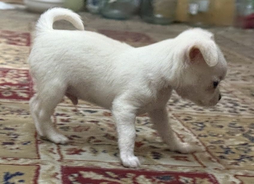 Продам щенка чихуахуа мальчик