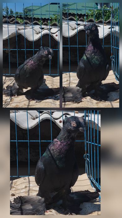 Молодые голуби на игру