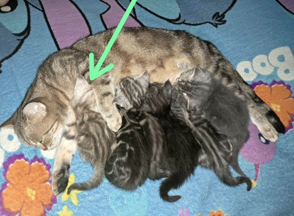 Шотландская прямоухая девочка