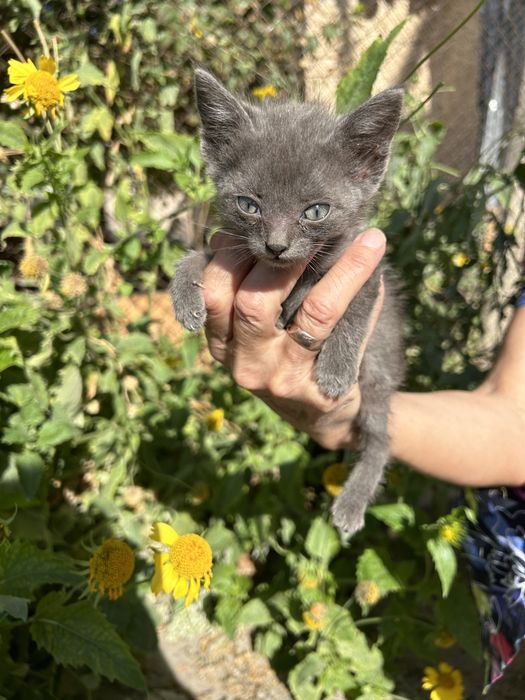 Котенок, мальчик