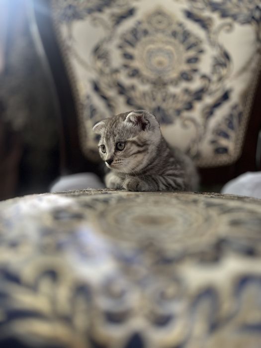 Вислоухий шотландский котенек